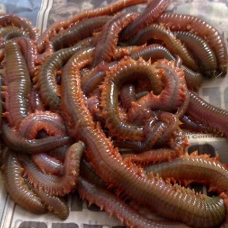 download blood worms bait near me